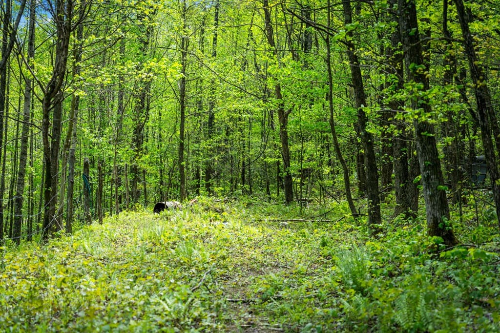 891 Bushy Head Road, Cherry Log GA 30522 - Photo