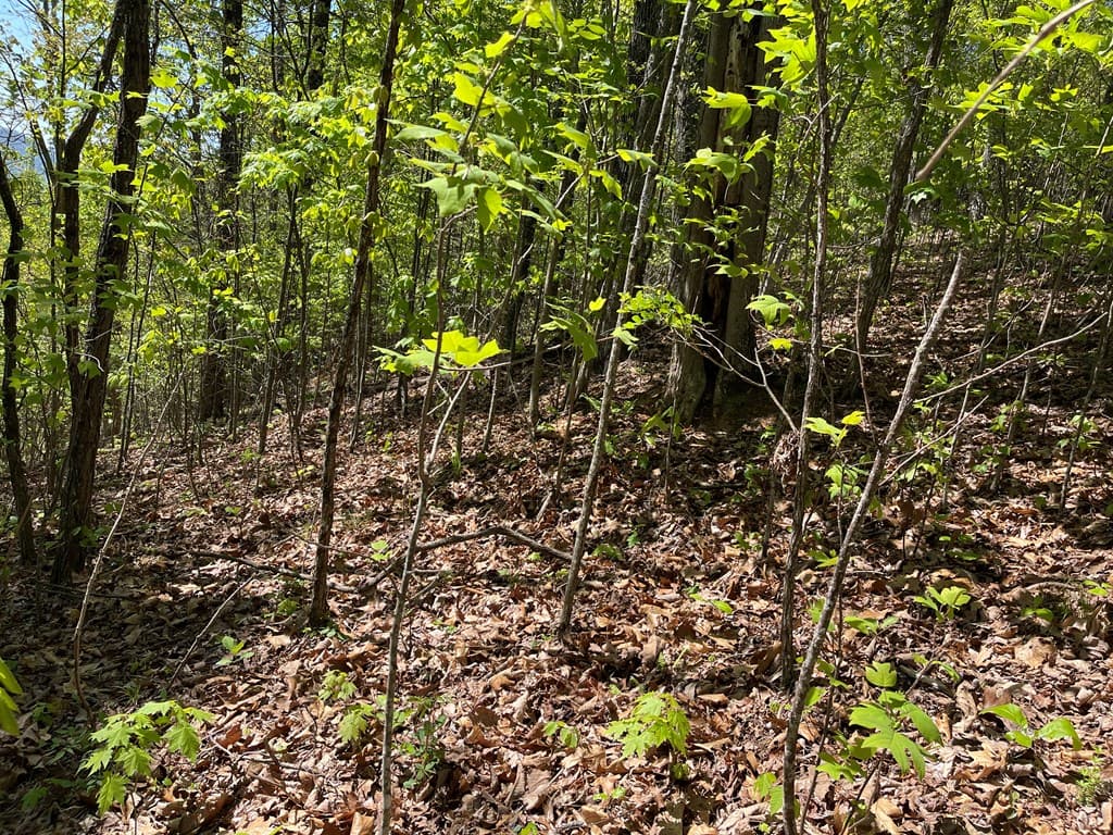 Lot 11J Ash Branch View, Hayesville NC 28904 - Photo