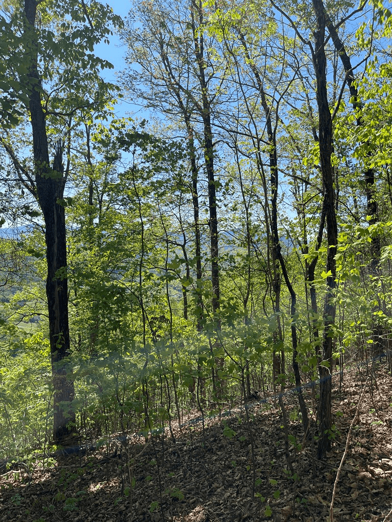 Lot 11J Ash Branch View, Hayesville NC 28904 - Photo