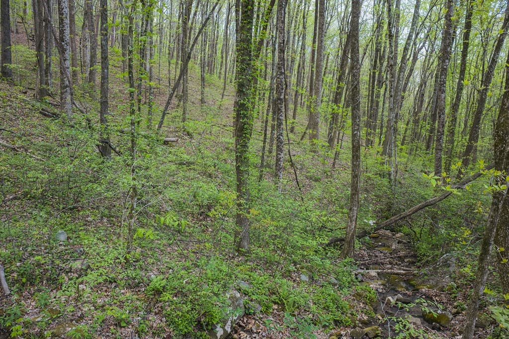 0 Hagin Lane, Ellijay GA 30536 - Photo