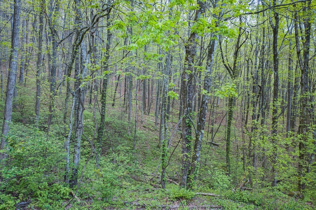 0 Hagin Lane, Ellijay GA 30536 - Photo