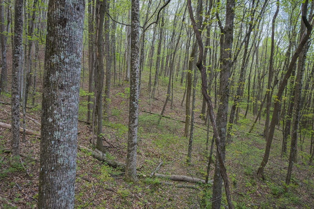 0 Hagin Lane, Ellijay GA 30536 - Photo