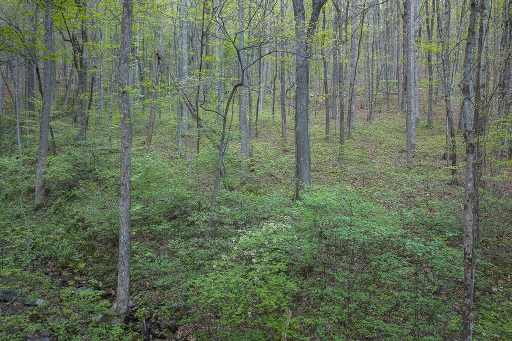 0 Hagin Lane, Ellijay GA 30536 - Photo