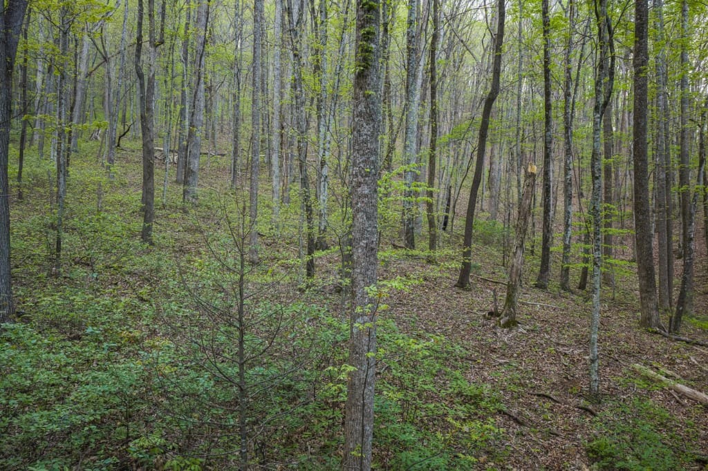 0 Hagin Lane, Ellijay GA 30536 - Photo