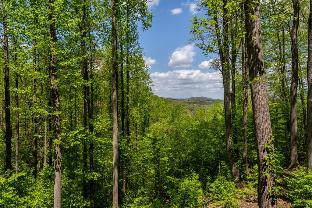 431 Little Bushy Head Road, Blue Ridge GA 30513 - Photo