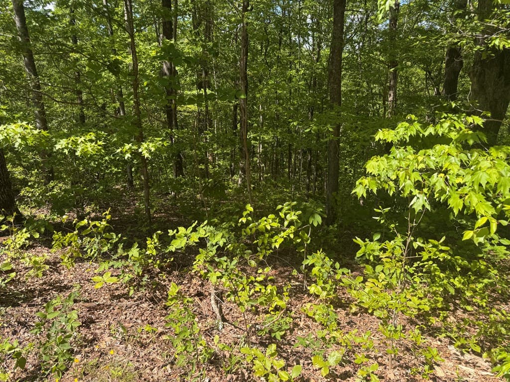 2.42 AC Poplar Drive N, Jasper GA 30143 - Photo