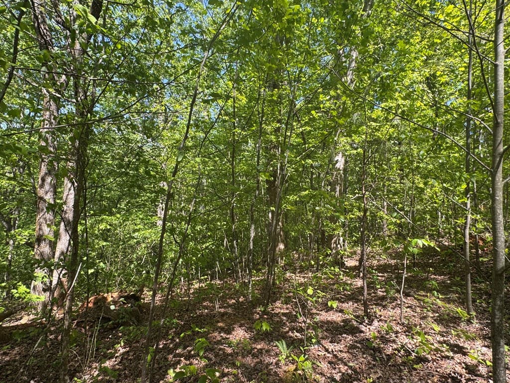 2.42 AC Poplar Drive N, Jasper GA 30143 - Photo