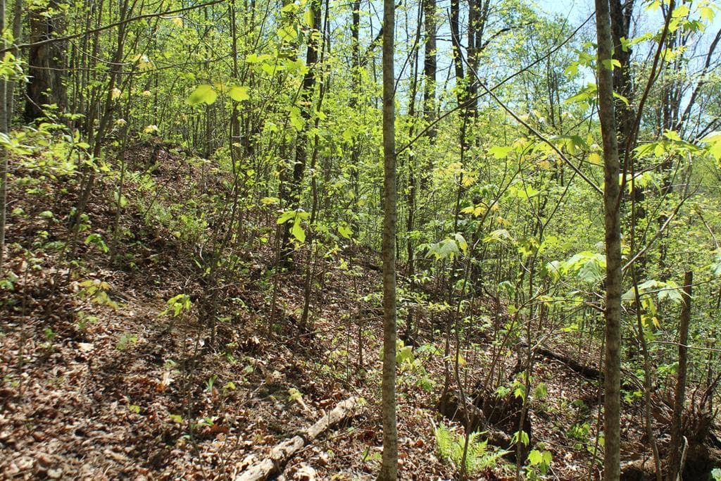 Lot 60 Shiloh Trail, Hayesville NC 28904 - Primary photo