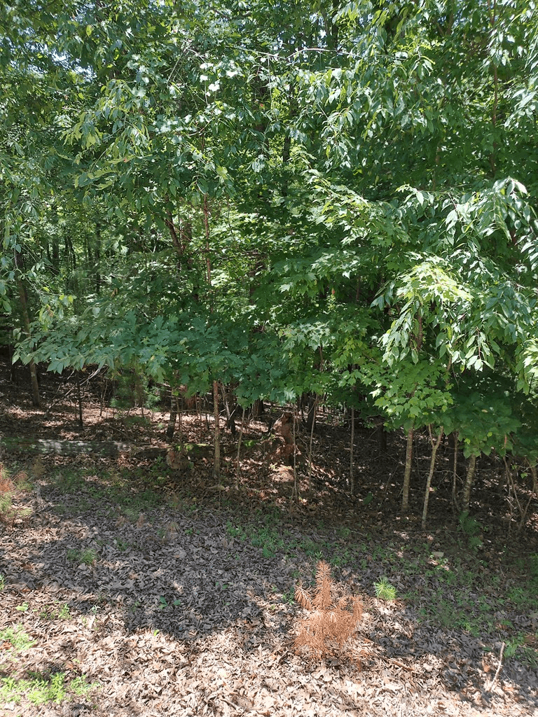 Lot 853 Matrix Lane, Ellijay GA 30540 - Photo