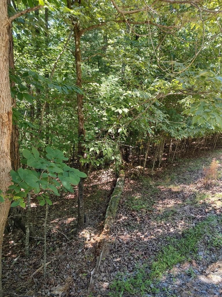 Lot 853 Matrix Lane, Ellijay GA 30540 - Photo