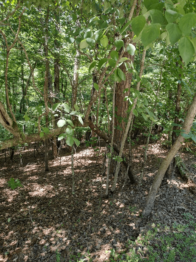 Lot 853 Matrix Lane, Ellijay GA 30540 - Photo