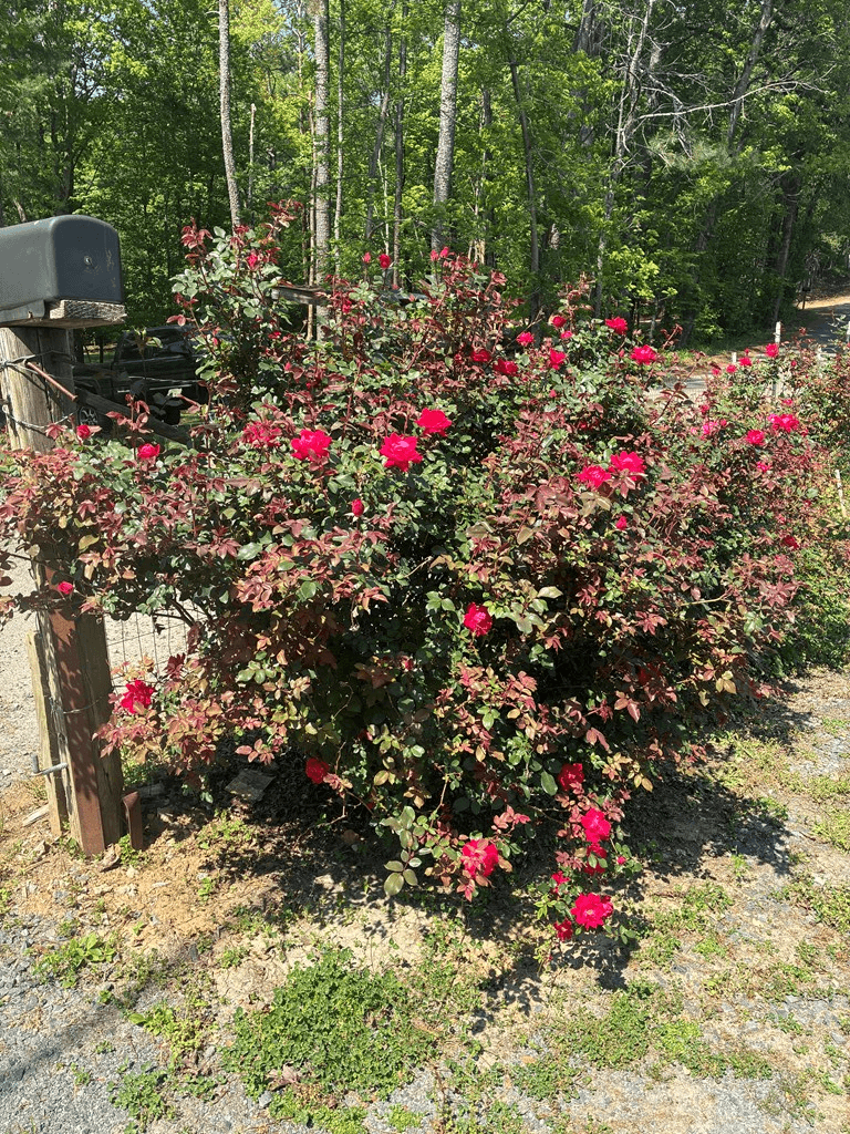 407 Knight Drive, Ellijay GA 30540 - Photo