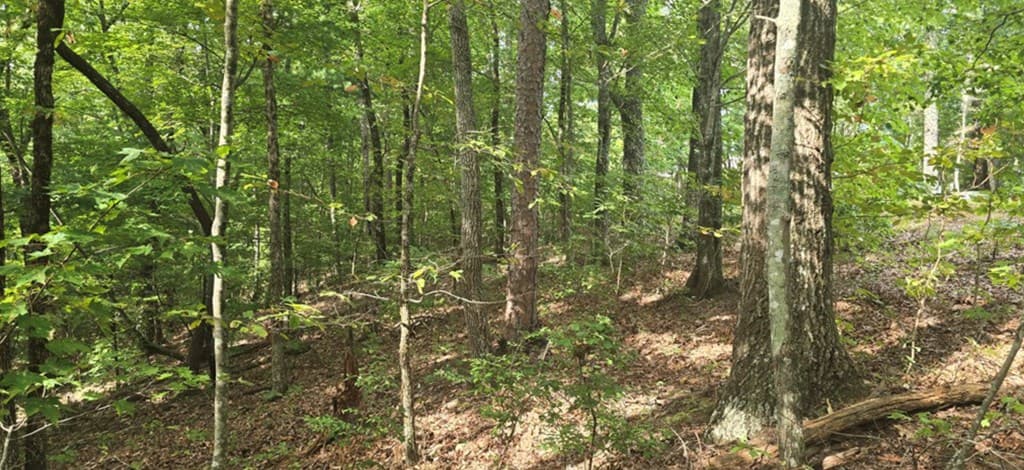 Lot 17 Abbott Mill Road, Ellijay GA 30540 - Photo