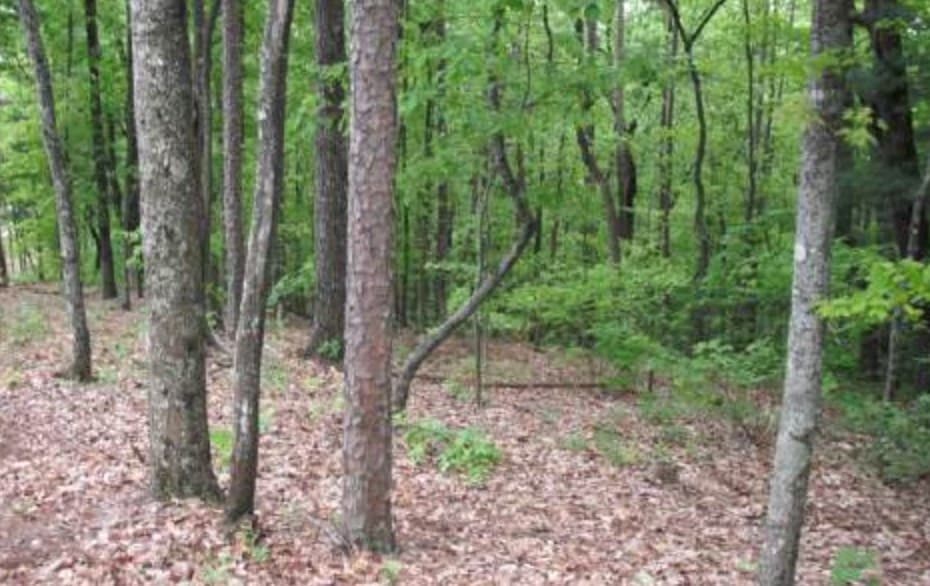 Lot 17 Abbott Mill Road, Ellijay GA 30540 - Photo