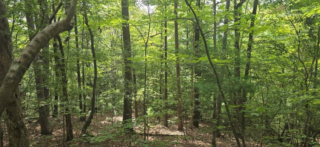 Lot 17 Abbott Mill Road, Ellijay GA 30540 - Photo