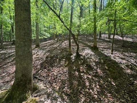 Lot 1972 Nancy Court, Ellijay GA 30540 - Photo