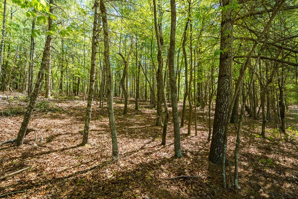 Lot 35 Spring Camp Road, Ellijay GA 30536 - Photo