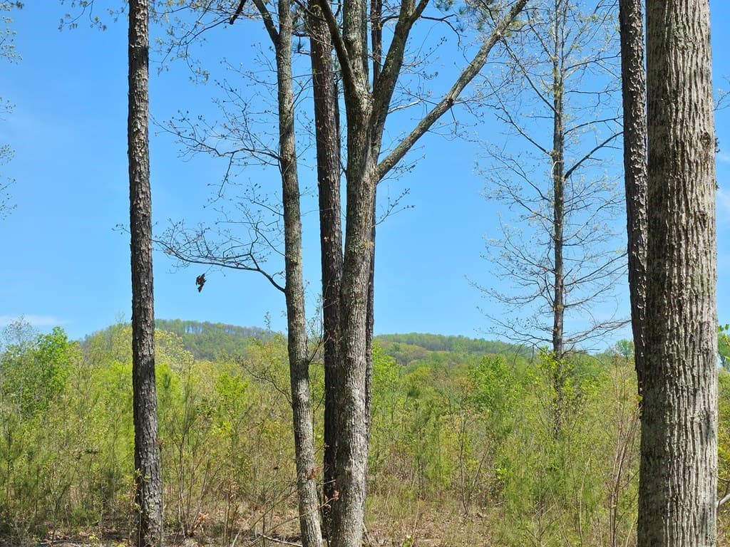 Lot 209 Oak Park Drive, Talking Rock GA 30175 - Photo