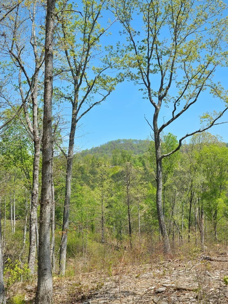 Lot 209 Oak Park Drive, Talking Rock GA 30175 - Photo