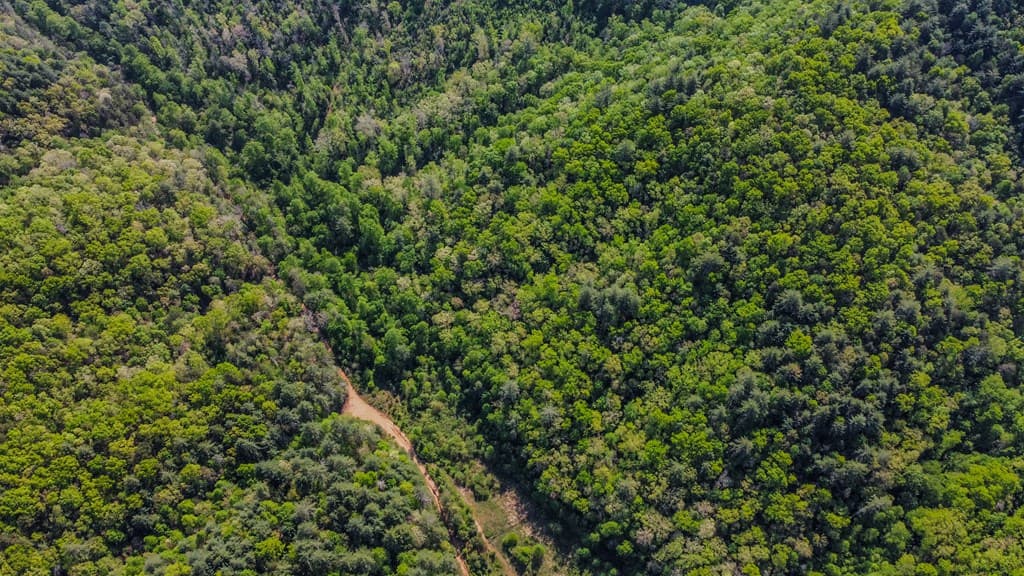 80 Acres Valley Lake Road, Mineral Bluff GA 30559 - Photo