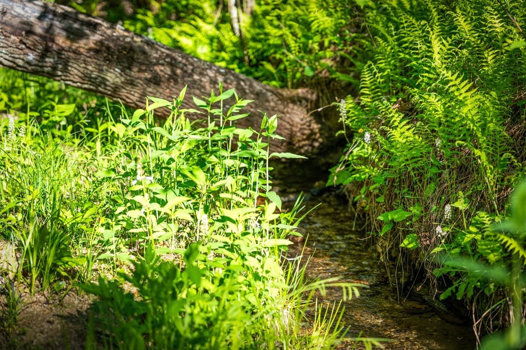 391 Forest Service 117 Road, Blairsville GA 30512 - Photo