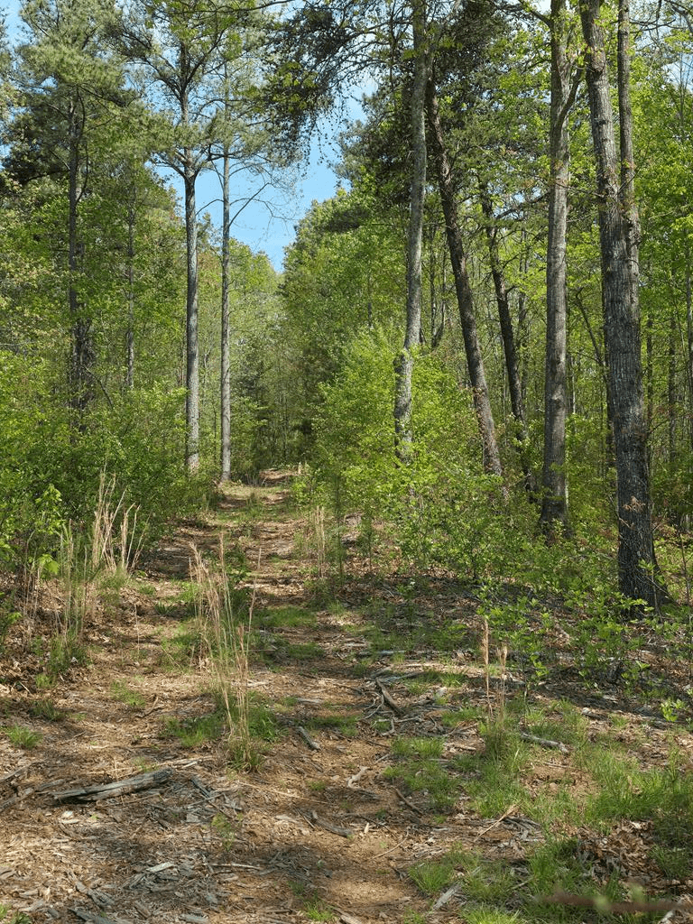 Lot 105 Twisted Oak Road, Talking Rock GA 30175 - Photo