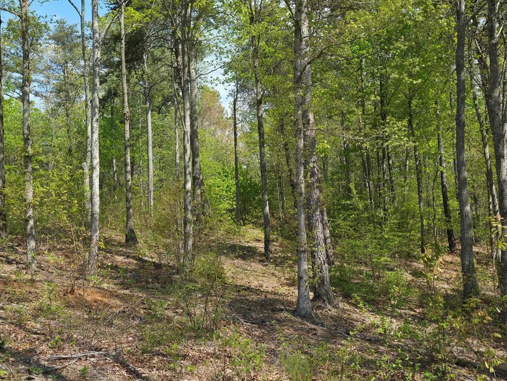 Lot 105 Twisted Oak Road, Talking Rock GA 30175 - Photo