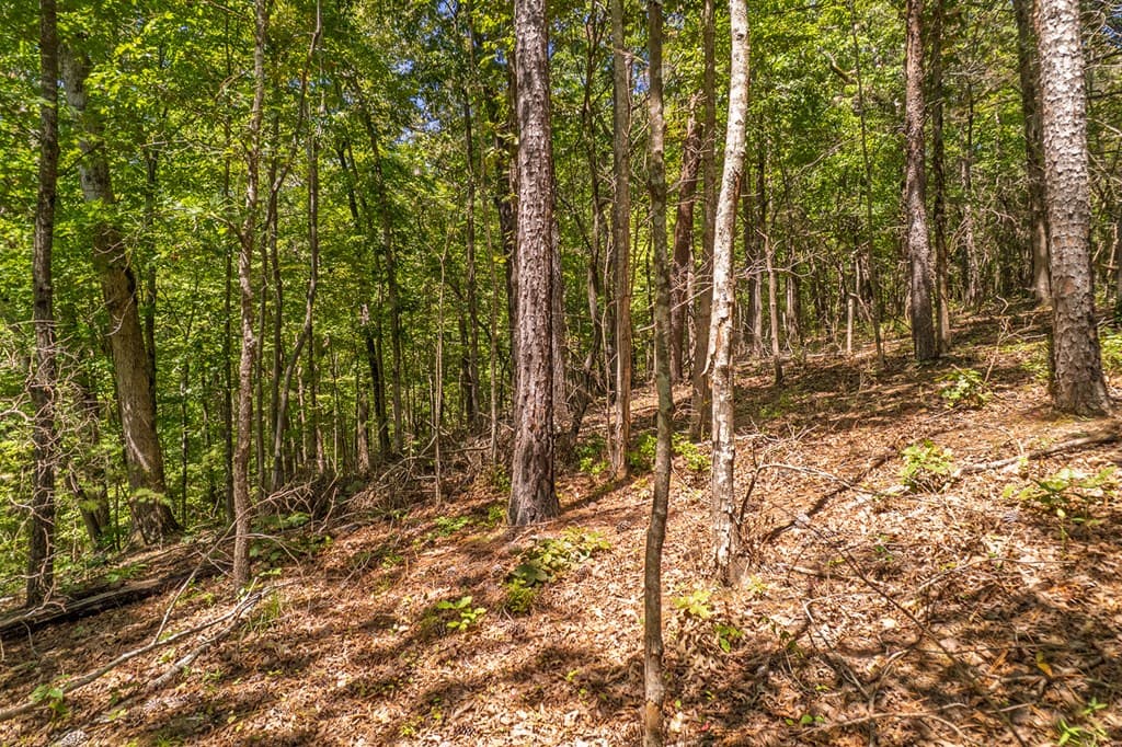Lot 19 Harris Branch Road E, Ellijay GA 30540 - Photo
