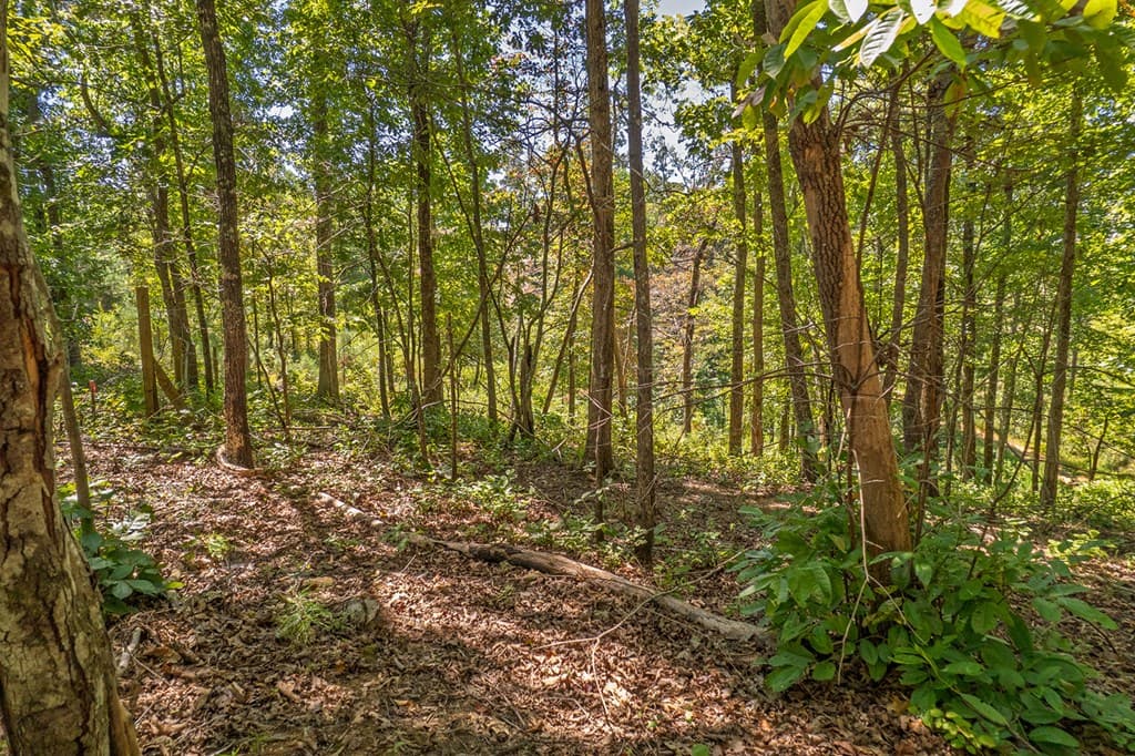 Lot 19 Harris Branch Road E, Ellijay GA 30540 - Photo