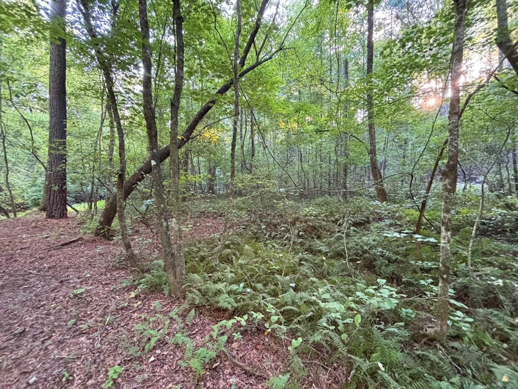 443 Mt. Springer Road, Ellijay GA 30540 - Photo