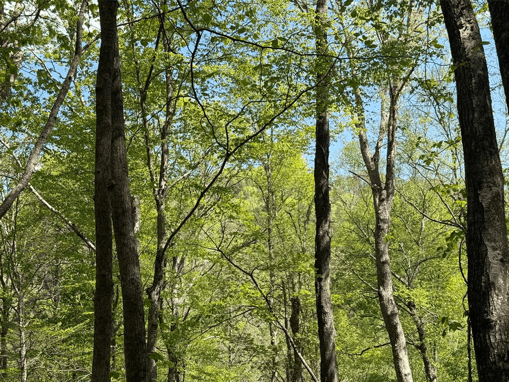9.8 AC Brown Mountain Road, Suches GA 30572 - Photo