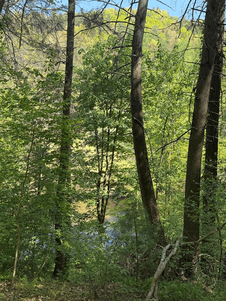 9.8 AC Brown Mountain Road, Suches GA 30572 - Photo