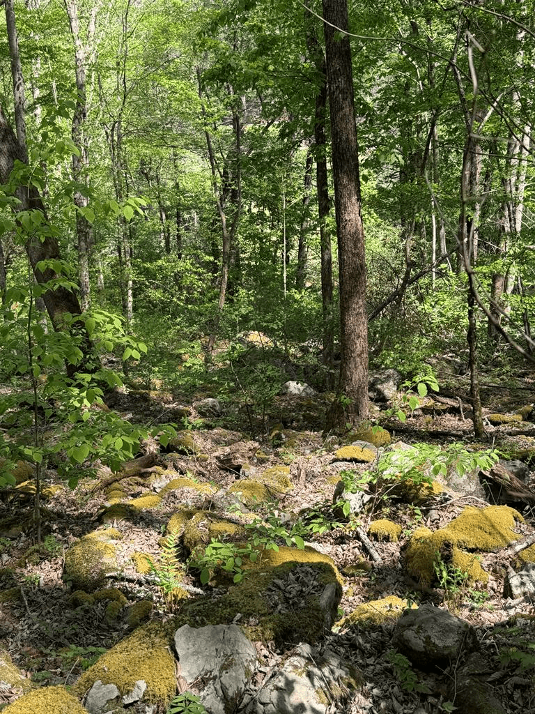 9.8 AC Brown Mountain Road, Suches GA 30572 - Photo