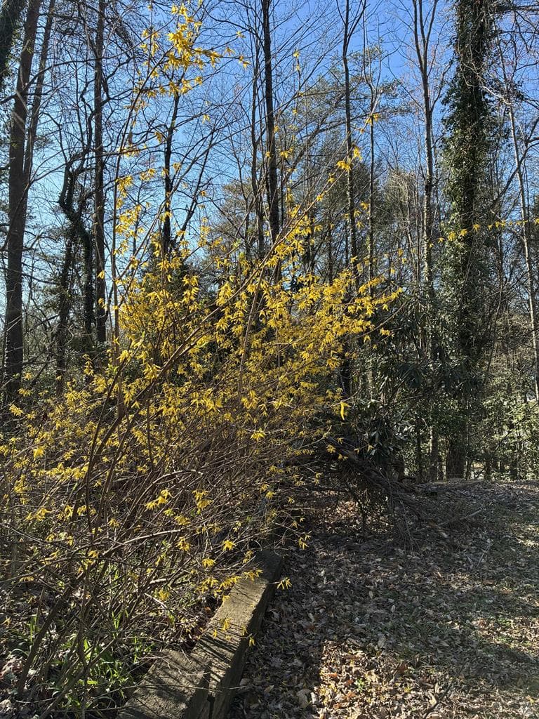 47 Harris Drive, Blue Ridge GA 30513 - Photo
