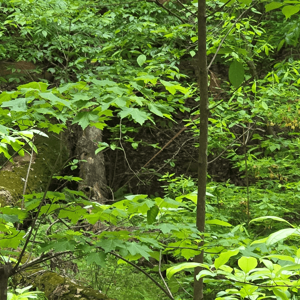 3.5acre Dusty Trail, Morganton GA 30560 - Photo