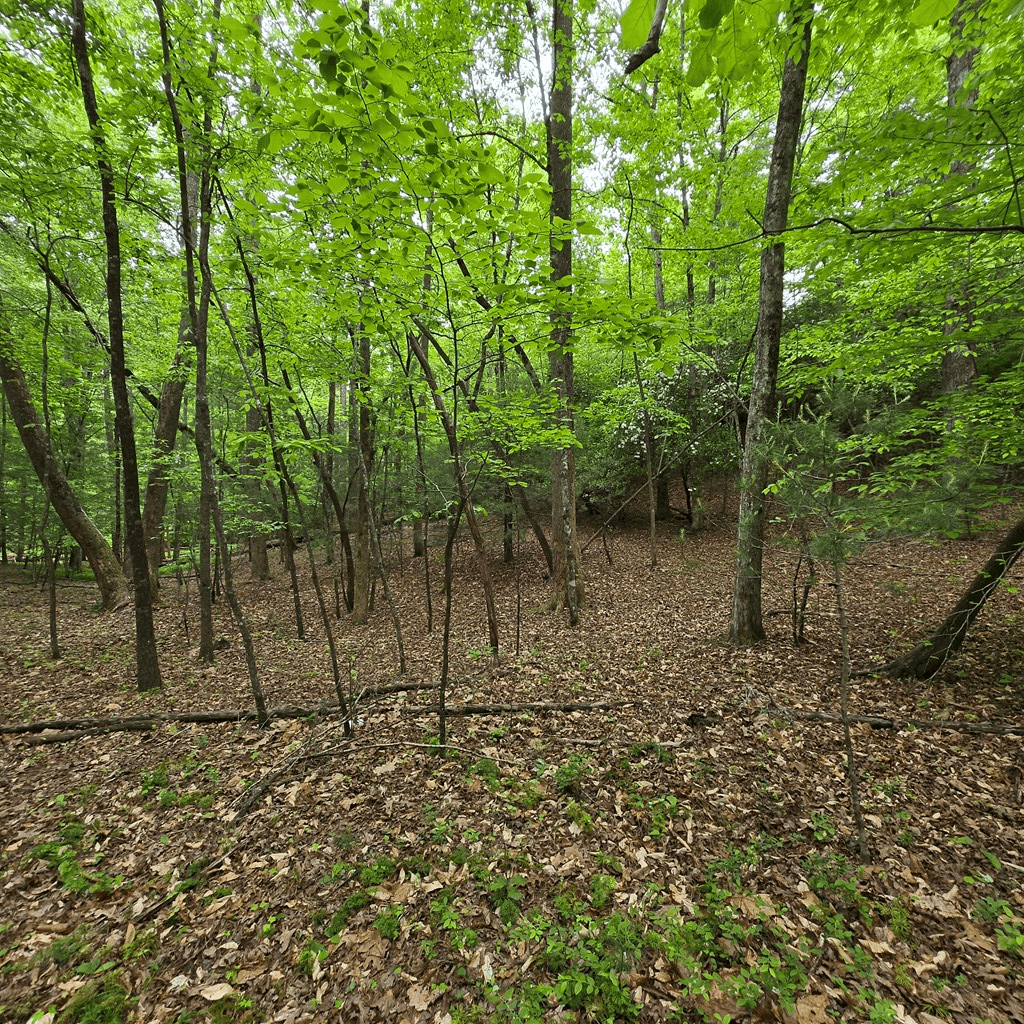 3.5acre Dusty Trail, Morganton GA 30560 - Photo