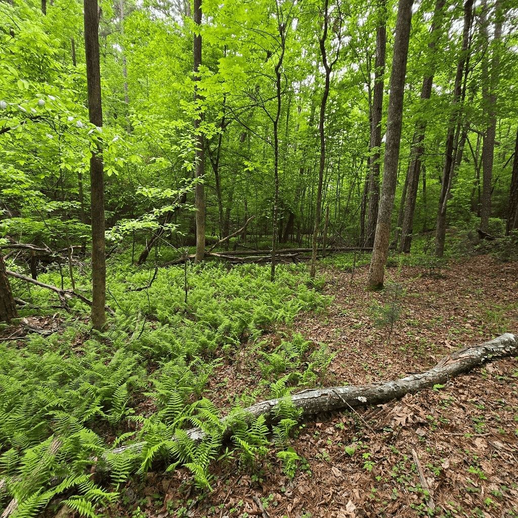 3.5acre Dusty Trail, Morganton GA 30560 - Photo
