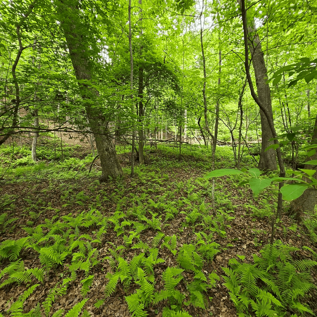 3.5acre Dusty Trail, Morganton GA 30560 - Photo