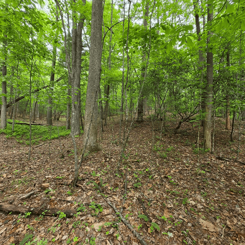 3.5acre Dusty Trail, Morganton GA 30560 - Photo