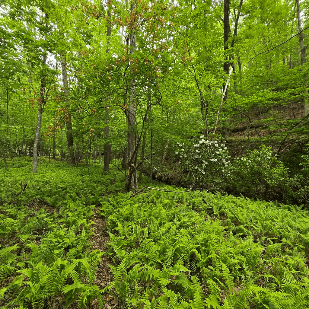 3.5acre Dusty Trail, Morganton GA 30560 - Photo