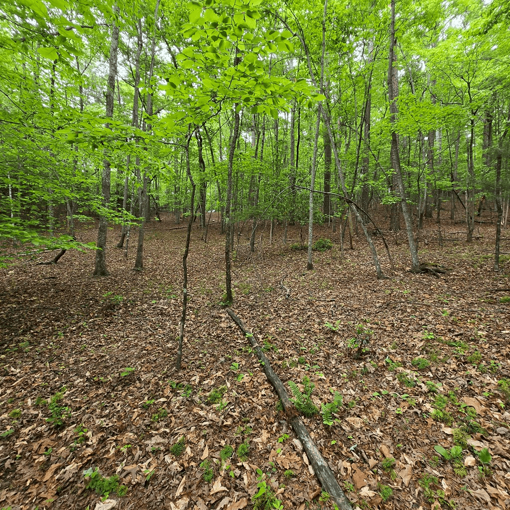 3.5acre Dusty Trail, Morganton GA 30560 - Photo