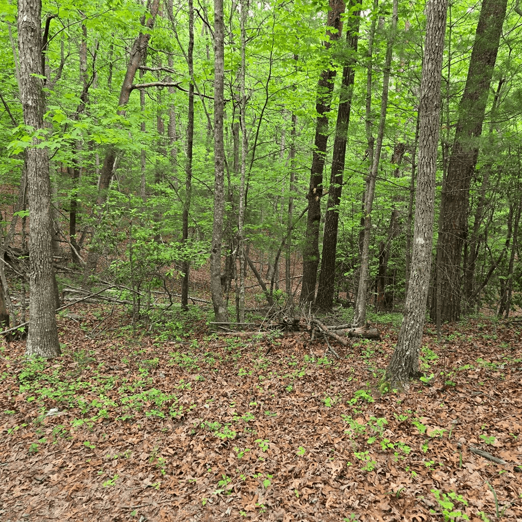 3.5acre Dusty Trail, Morganton GA 30560 - Photo