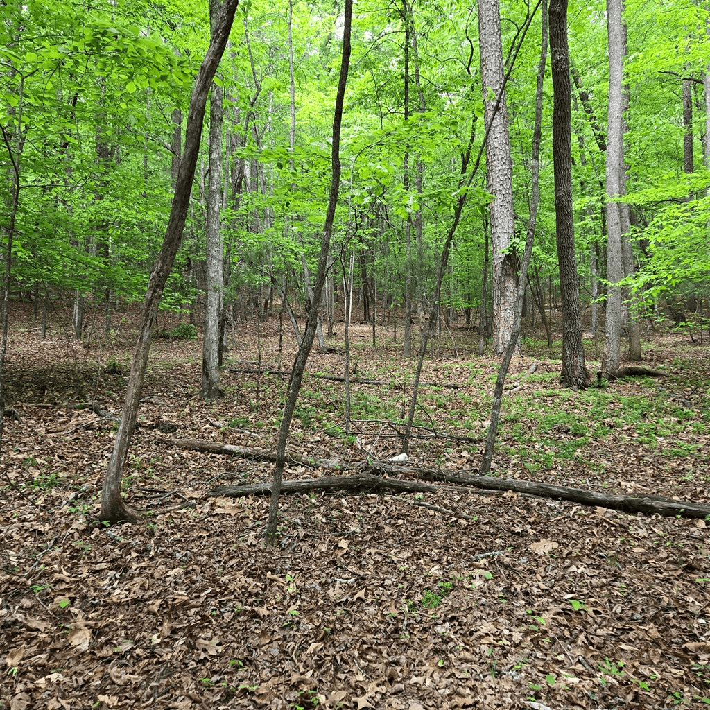 3.5acre Dusty Trail, Morganton GA 30560 - Photo