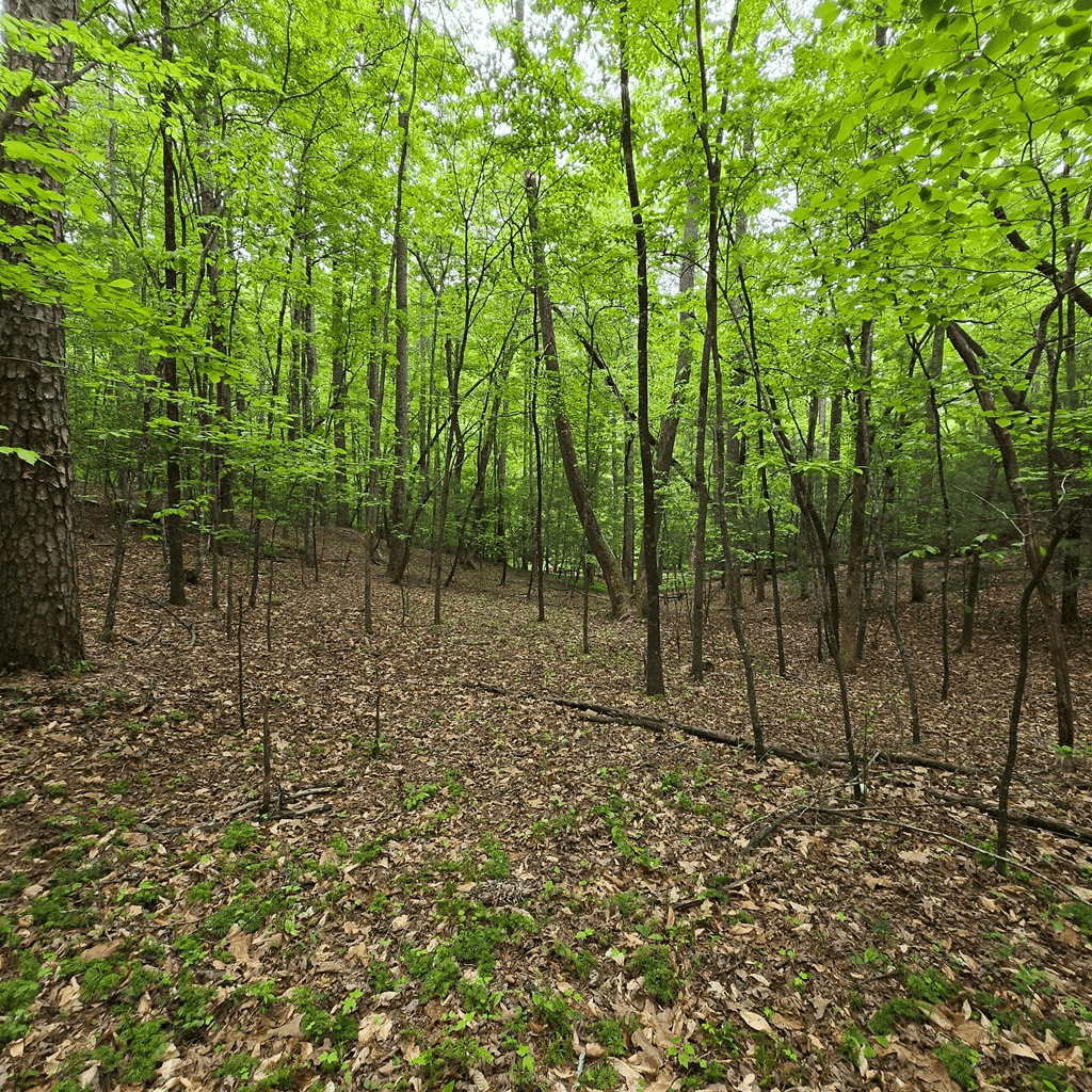 3.5acre Dusty Trail, Morganton GA 30560 - Photo