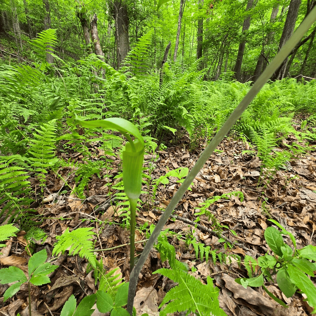 3.5acre Dusty Trail, Morganton GA 30560 - Photo