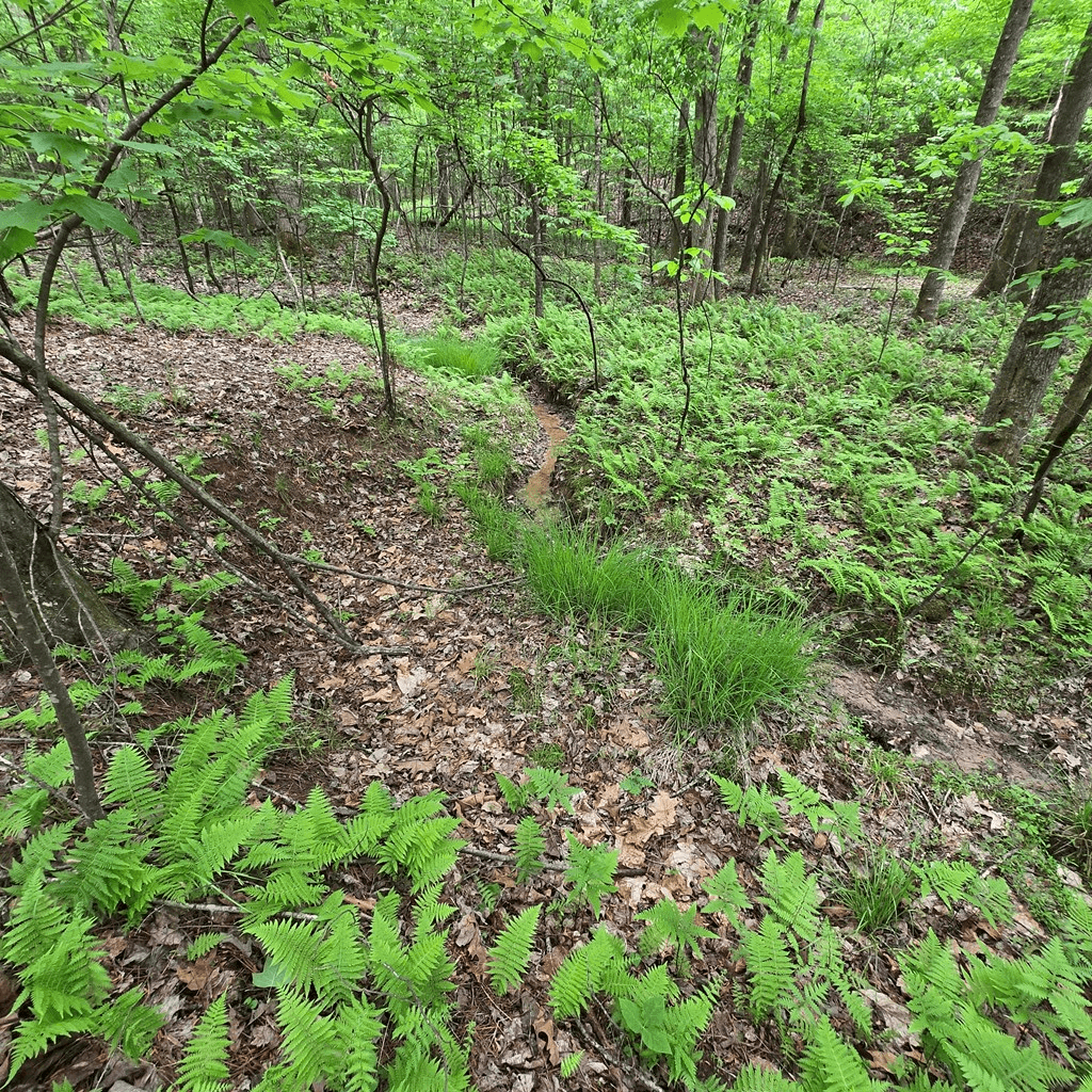 3.5acre Dusty Trail, Morganton GA 30560 - Photo