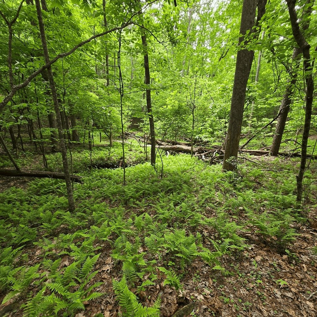 3.5acre Dusty Trail, Morganton GA 30560 - Photo