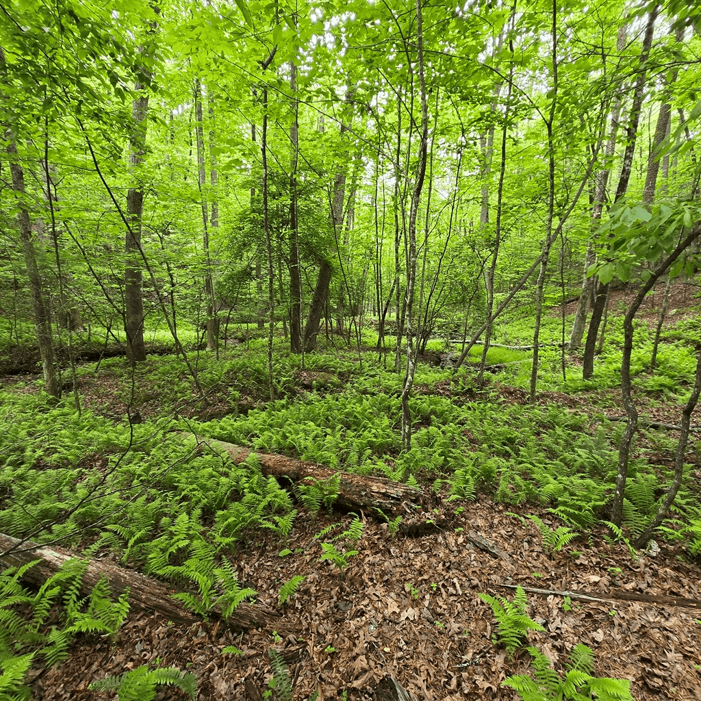 3.5acre Dusty Trail, Morganton GA 30560 - Photo