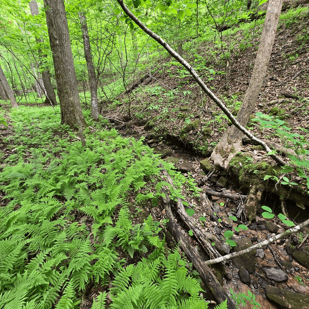 3.5acre Dusty Trail, Morganton GA 30560 - Photo