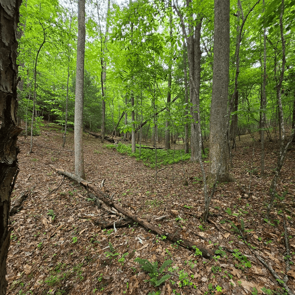 3.5acre Dusty Trail, Morganton GA 30560 - Photo